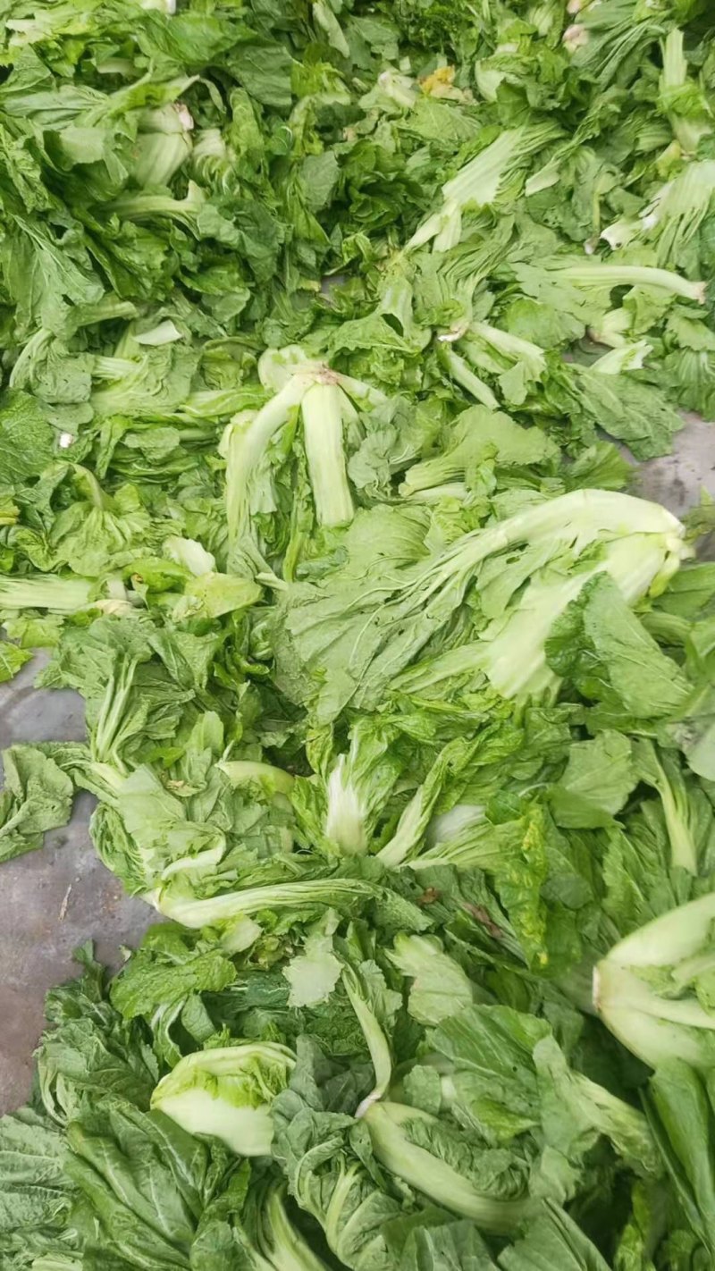 泡青菜、芥菜。产地大量有货量大电联