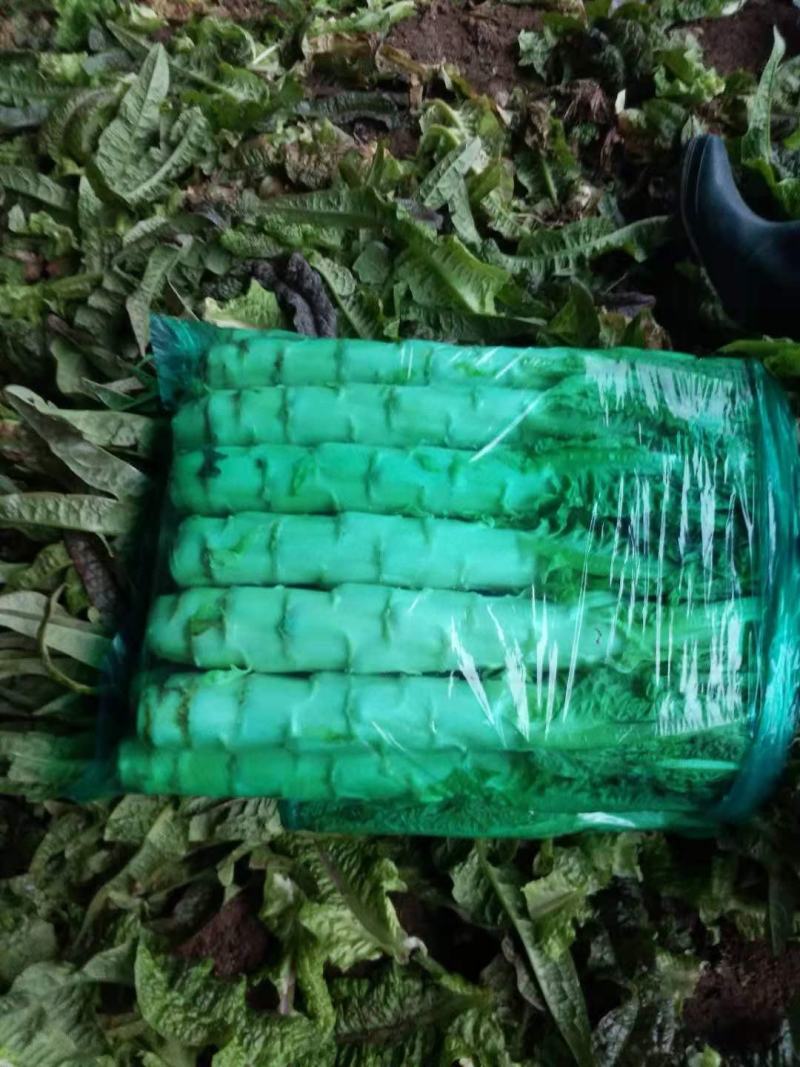 山东沂南红尖叶莴苣.莴笋已经大量上市.产地代收