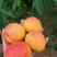 金太阳沙金红凯特杏子苗保证品种质量现挖现发。下单备注品种