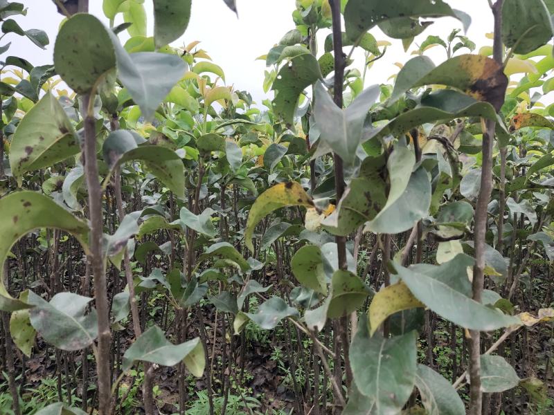 秋月梨树苗，品种纯正，假一赔十，现挖现发，保证成活率。