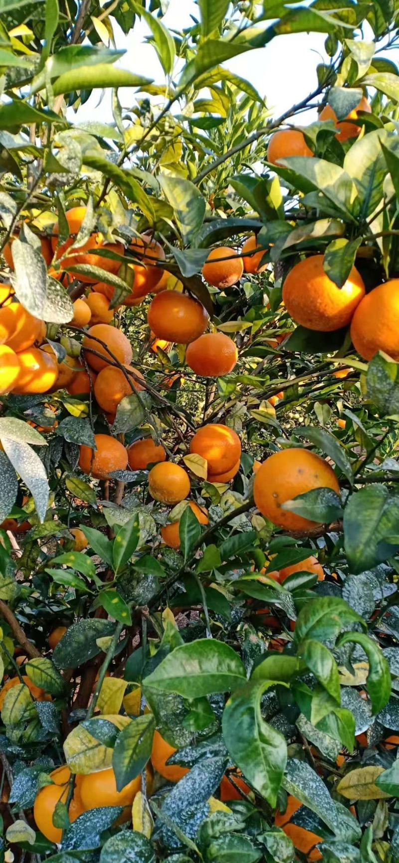 沃柑大量上市中，颜色口感都很好