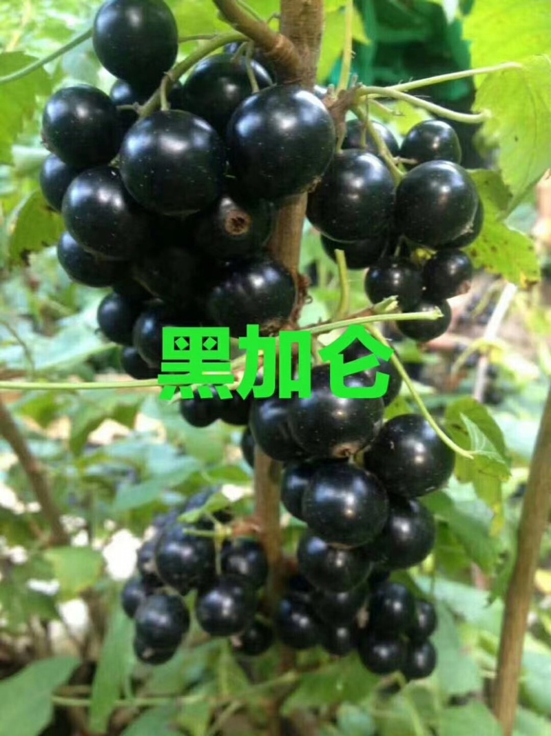 黑加仑树苗树葡萄苗南北方种植黑加仑树葡萄苗盆栽地栽果树苗