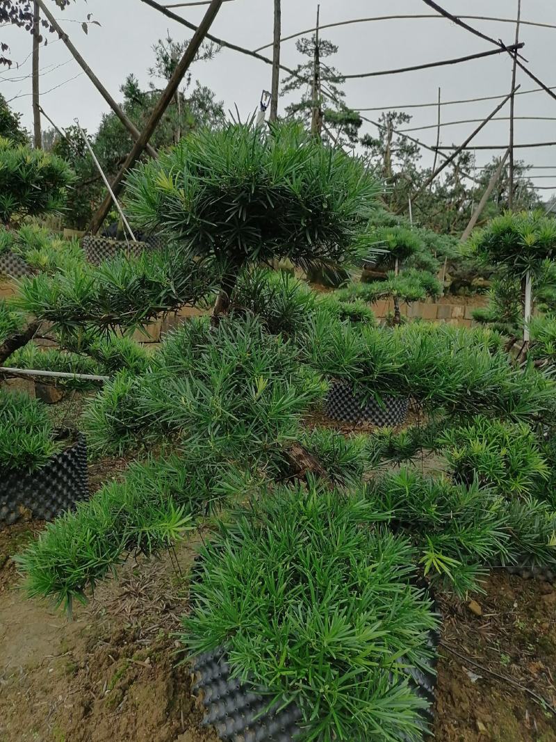 批发罗汉松小苗，造型罗汉松，罗汉松价格，小规格造型罗汉松