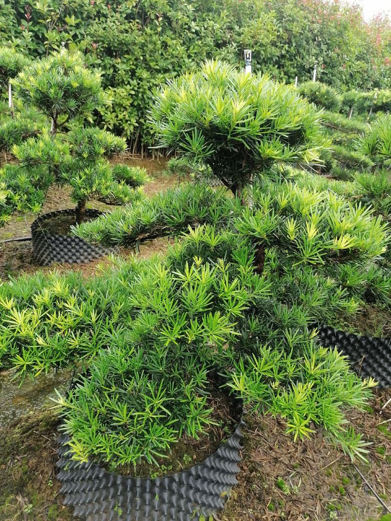 批发罗汉松小苗，造型罗汉松，罗汉松价格，小规格造型罗汉松