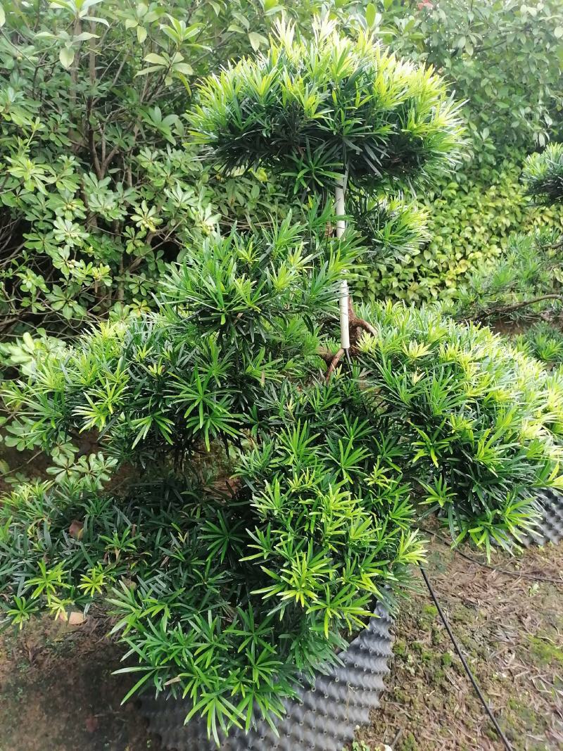 批发罗汉松小苗，造型罗汉松，罗汉松价格，小规格造型罗汉松