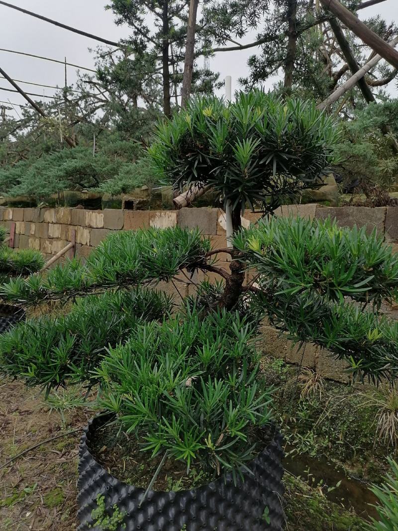 批发罗汉松小苗，造型罗汉松，罗汉松价格，小规格造型罗汉松