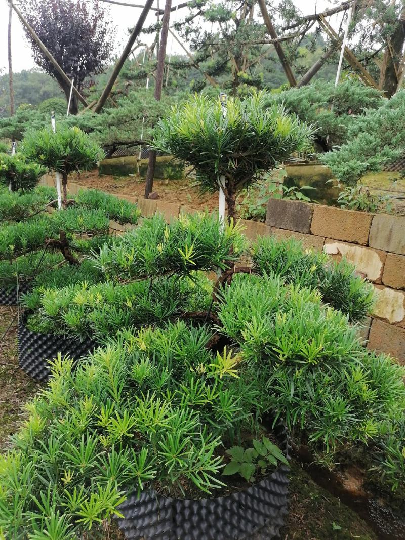 批发罗汉松小苗，造型罗汉松，罗汉松价格，小规格造型罗汉松