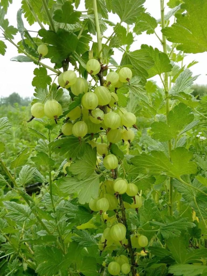 灯笼果苗醋栗苗耐寒耐热盆栽地栽阳台花园果树苗