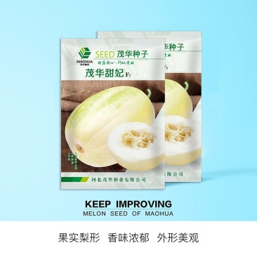 茂华甜妃甜瓜种子，含糖16～18，椭圆带绿黄润，适应广