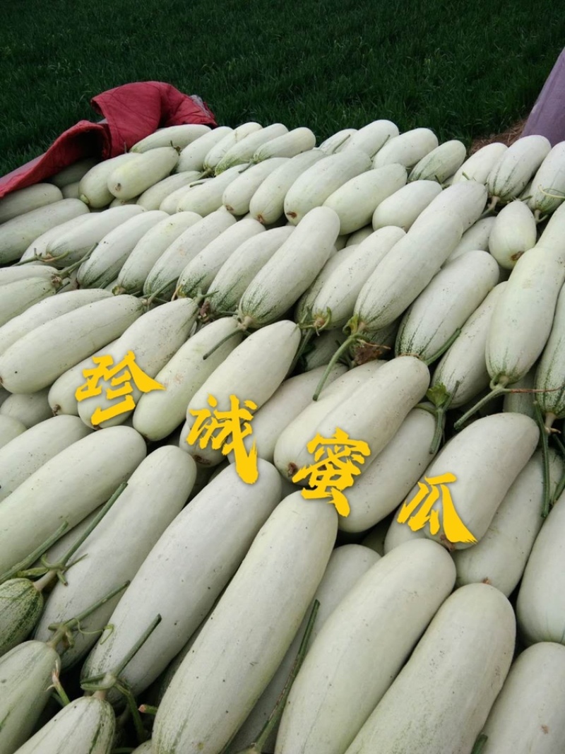 百万亩博洋61号甜瓜专业供应对接电商商超市场档口