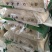 米粉江西米粉规格1.4一袋50斤汤粉炒粉均可