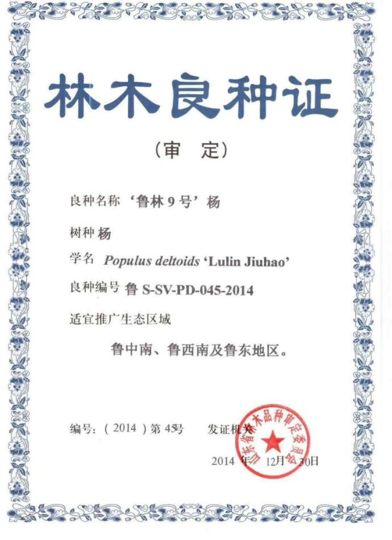 鲁林9号无絮杨及种段，包技术和回收成活率高