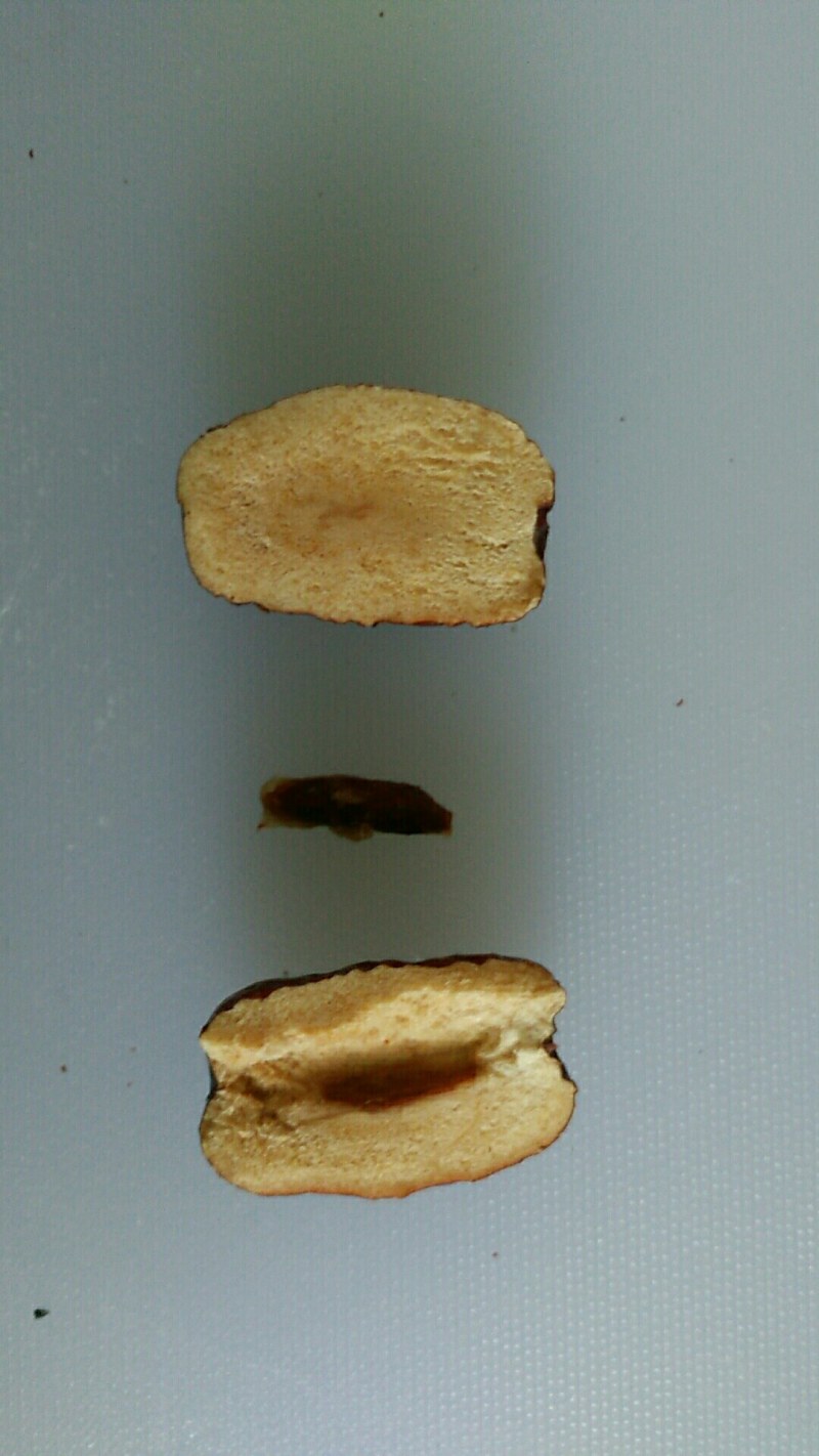 小李若羌米兰灰枣，37年年轮，要好货的请联系我，非诚勿扰