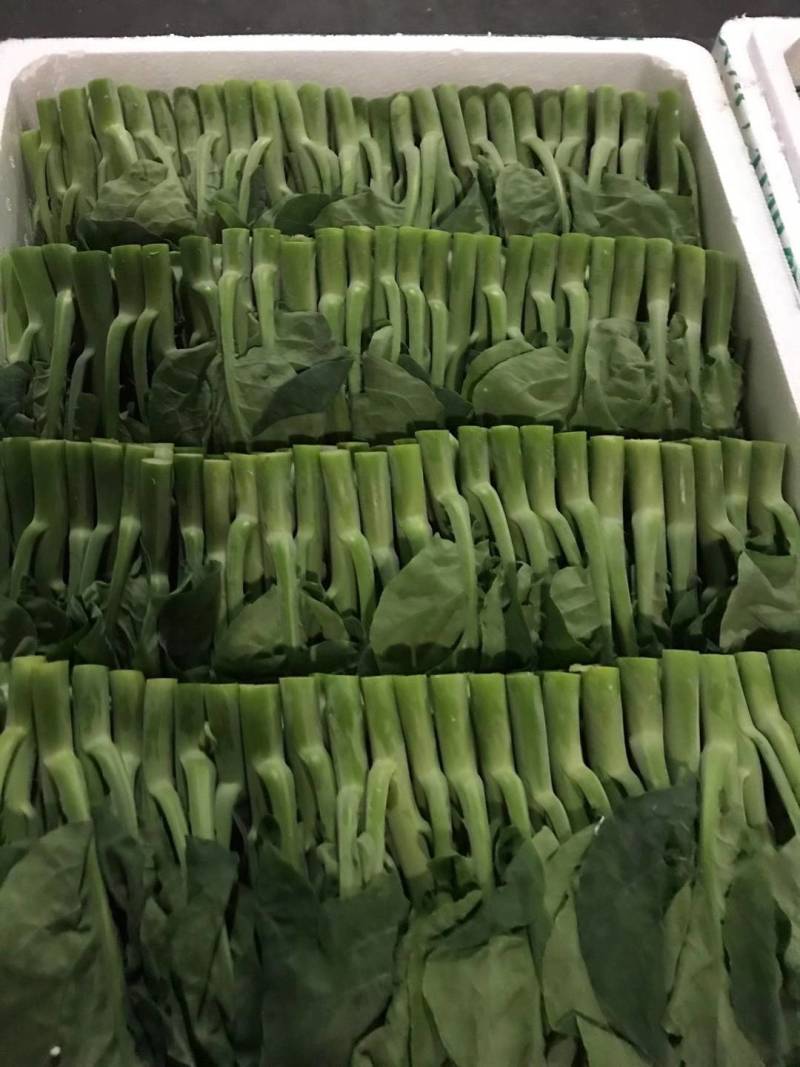 云南精品菜心量大从优