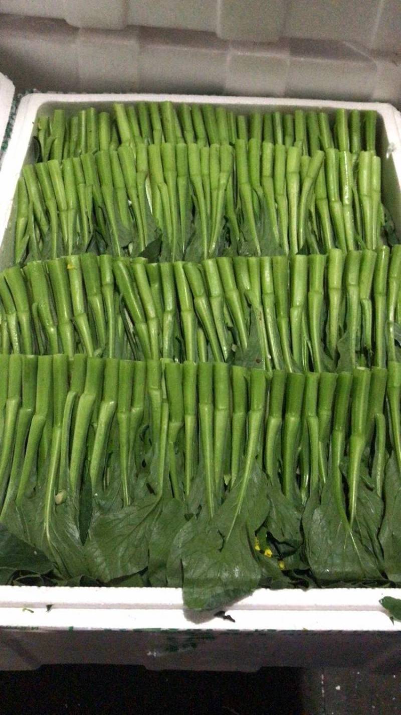 云南精品菜心量大从优
