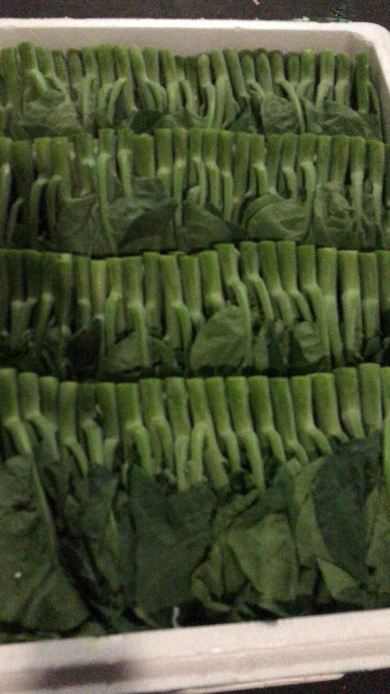 云南精品菜心量大从优