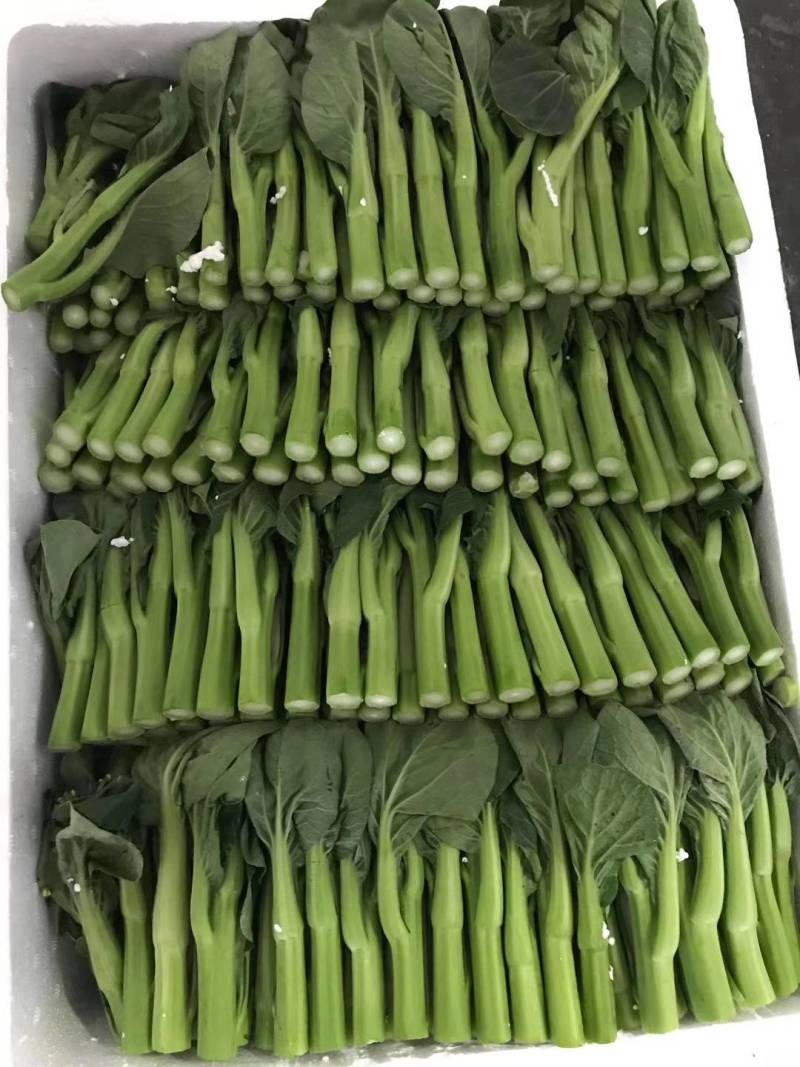 云南精品菜心量大从优