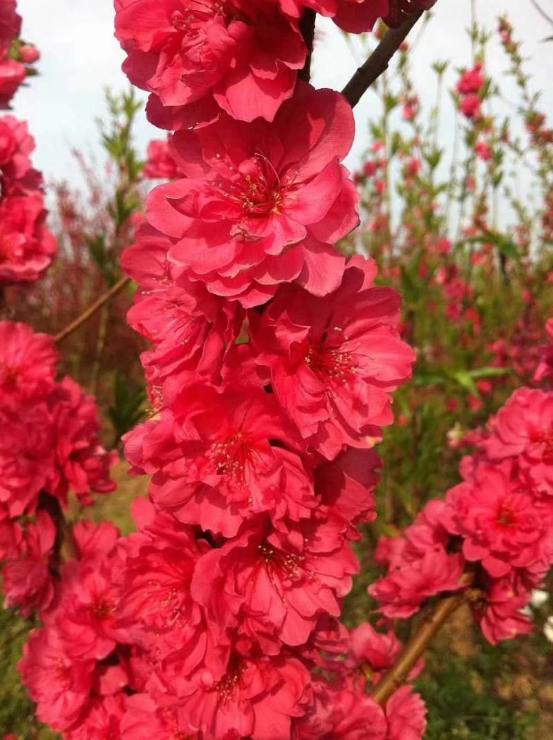 满天红碧桃苗桃树苗红花碧桃绿化工程苗风景苗