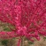 满天红碧桃苗桃树苗红花碧桃绿化工程苗风景苗