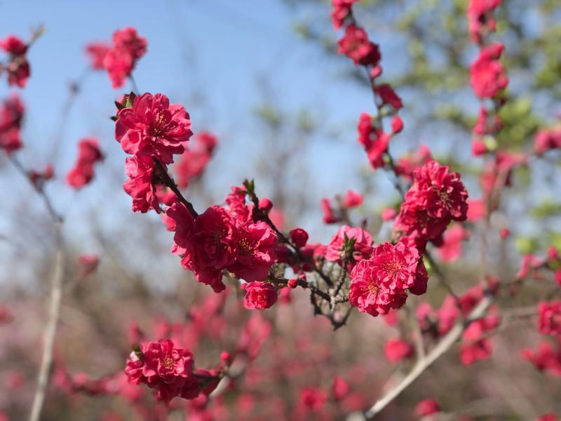 满天红碧桃苗桃树苗红花碧桃绿化工程苗风景苗