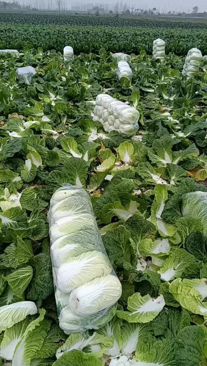 精品黄心大白菜，产地大量现货适合市场，加工厂，脱水厂