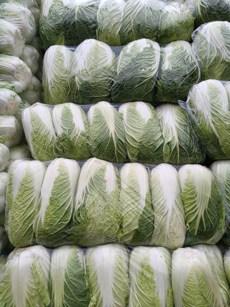 精品黄心大白菜，产地大量现货适合市场，加工厂，脱水厂