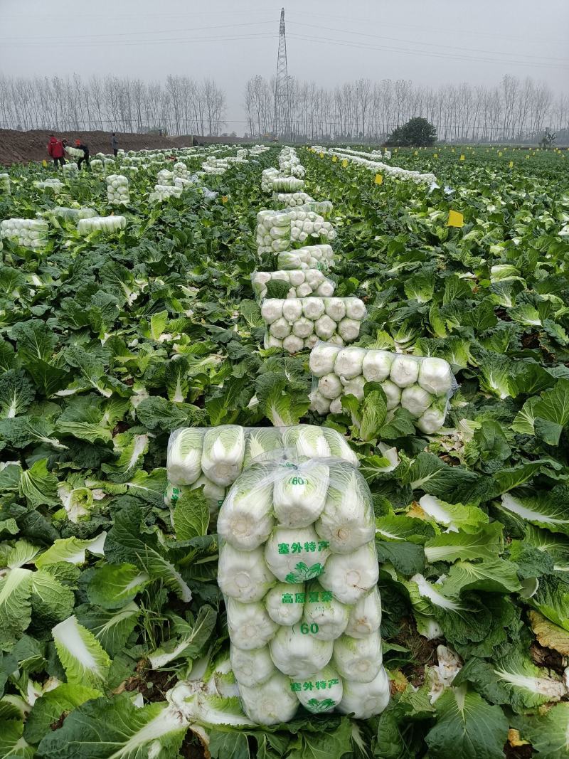 精品黄心大白菜，产地大量现货适合市场，加工厂，脱水厂