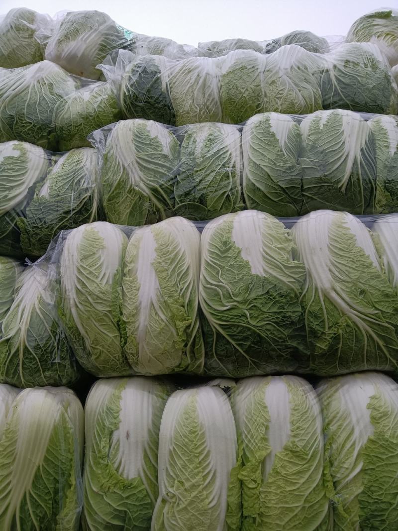 精品黄心大白菜，产地大量现货适合市场，加工厂，脱水厂