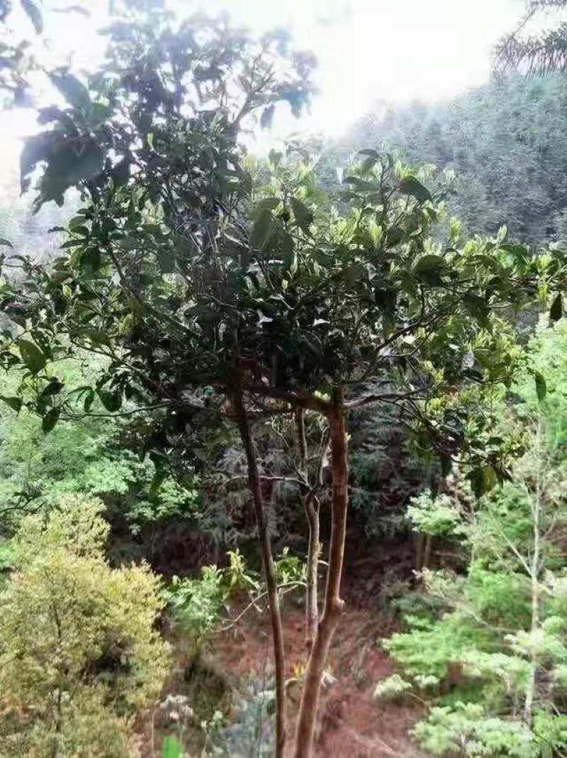 广西金秀大瑶山野生红茶明后（250g)量大可批