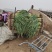红根蒜苗粗细均匀。量大从优。一手货源。诚信经营。