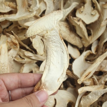 批发云南野生松茸干片野生菌食香格里拉松茸干货非人工