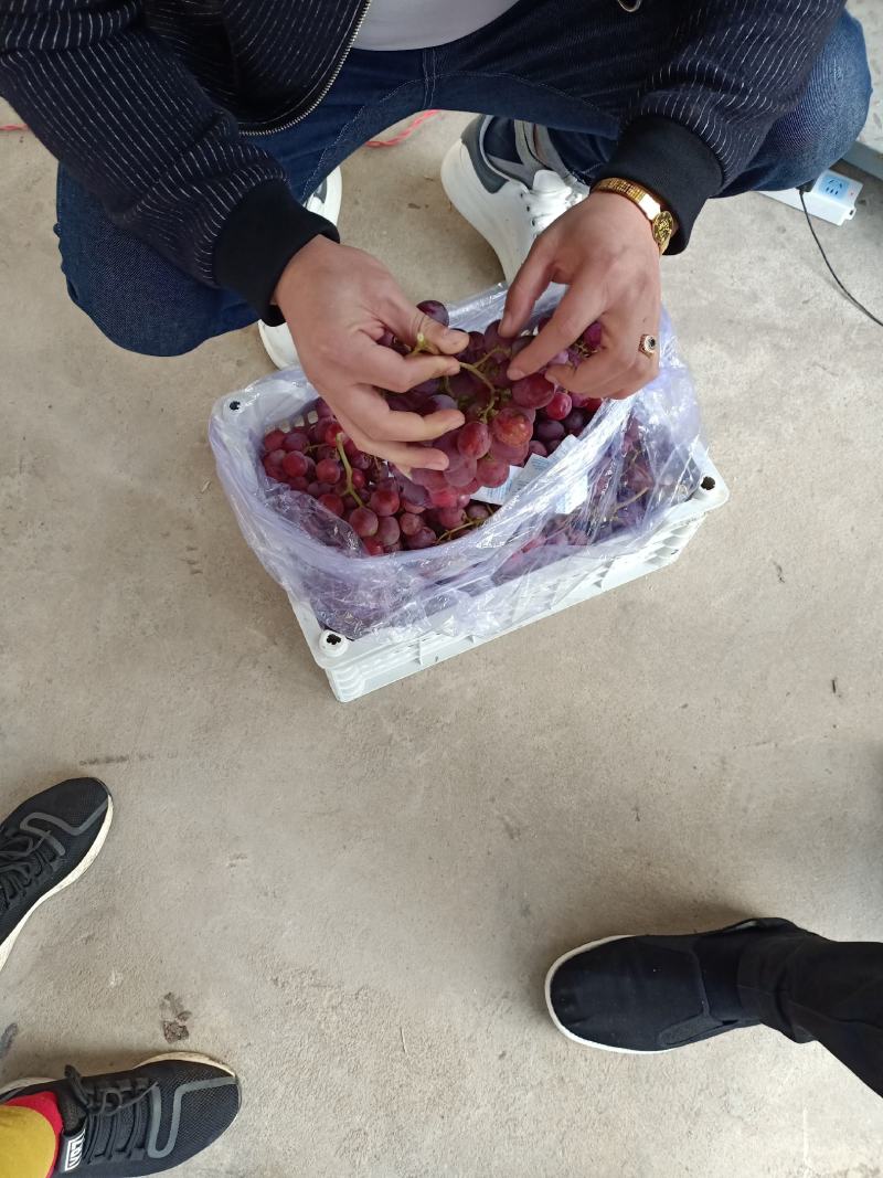 黄元帅平果大量出库，个大表光亮，脆甜可口，辽南特产。