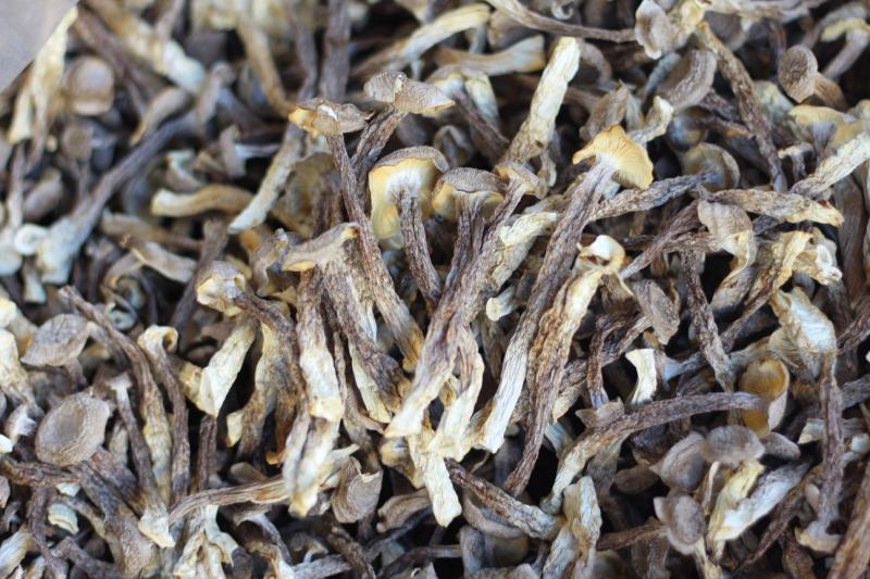 批发云南鹿茸菇野生菌食用菌干货鹿茸菌一件代发包邮