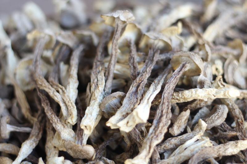 批发云南鹿茸菇野生菌食用菌干货鹿茸菌一件代发包邮