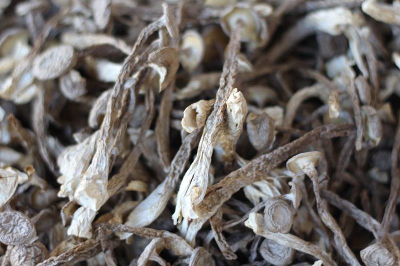 批发云南鹿茸菇野生菌食用菌干货鹿茸菌一件代发包邮
