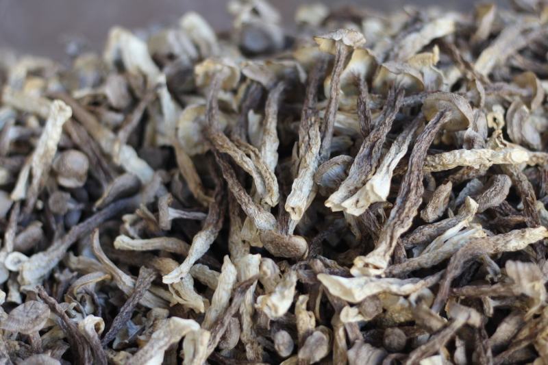 批发云南鹿茸菇野生菌食用菌干货鹿茸菌一件代发包邮