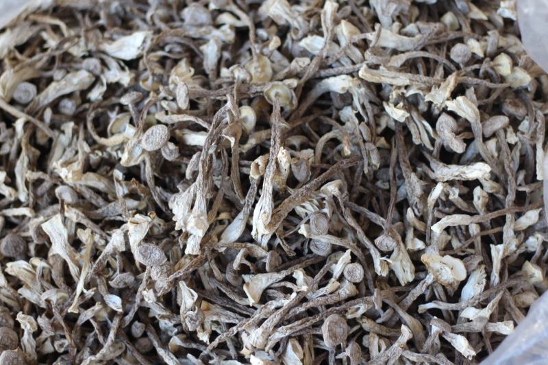 批发云南鹿茸菇野生菌食用菌干货鹿茸菌一件代发包邮