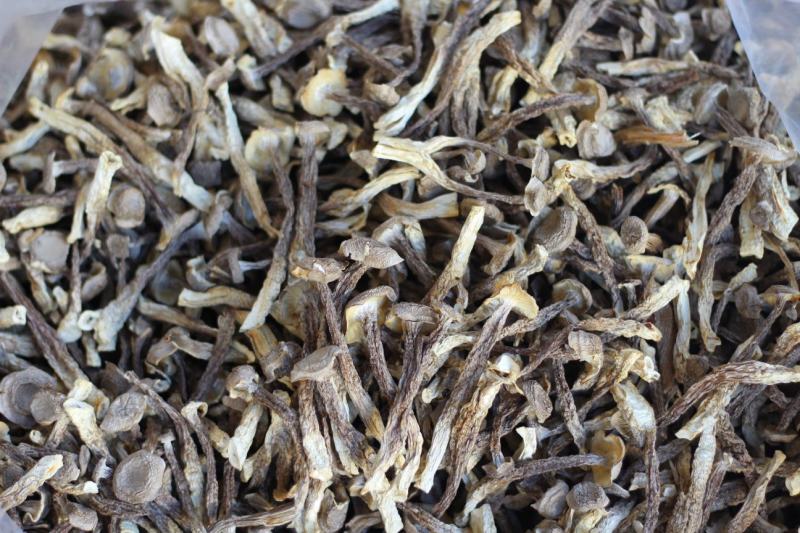 批发云南鹿茸菇野生菌食用菌干货鹿茸菌一件代发包邮
