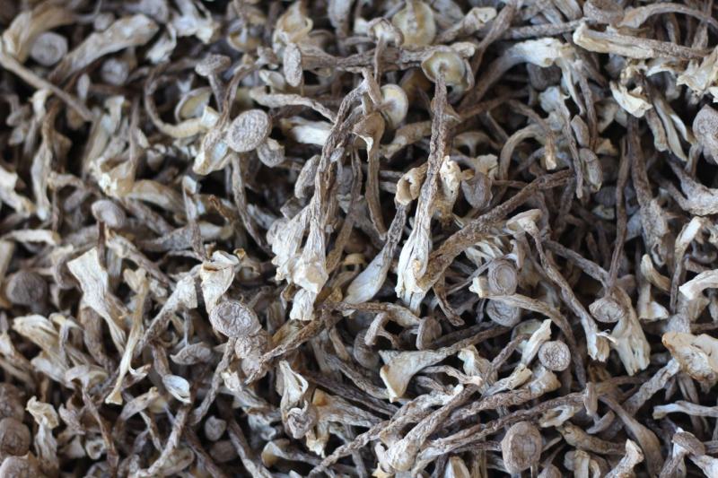 批发云南鹿茸菇野生菌食用菌干货鹿茸菌一件代发包邮