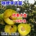 蜂糖李子苗大苗一年结果早熟晚熟味道浓甜免费指导技