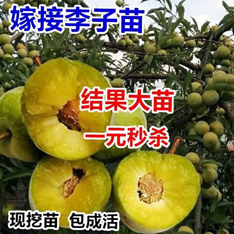 蜂糖李子苗大苗一年结果早熟晚熟味道浓甜免费指导技