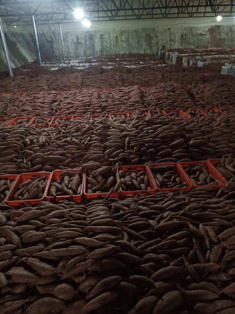 【精品】大量供货万亩库存基地开始供货有西瓜红，密薯，龙薯