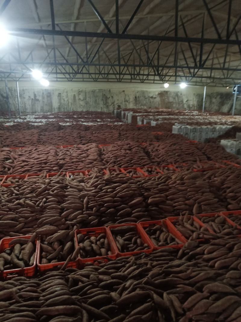 【精品】大量供货万亩库存基地开始供货有西瓜红，密薯，龙薯