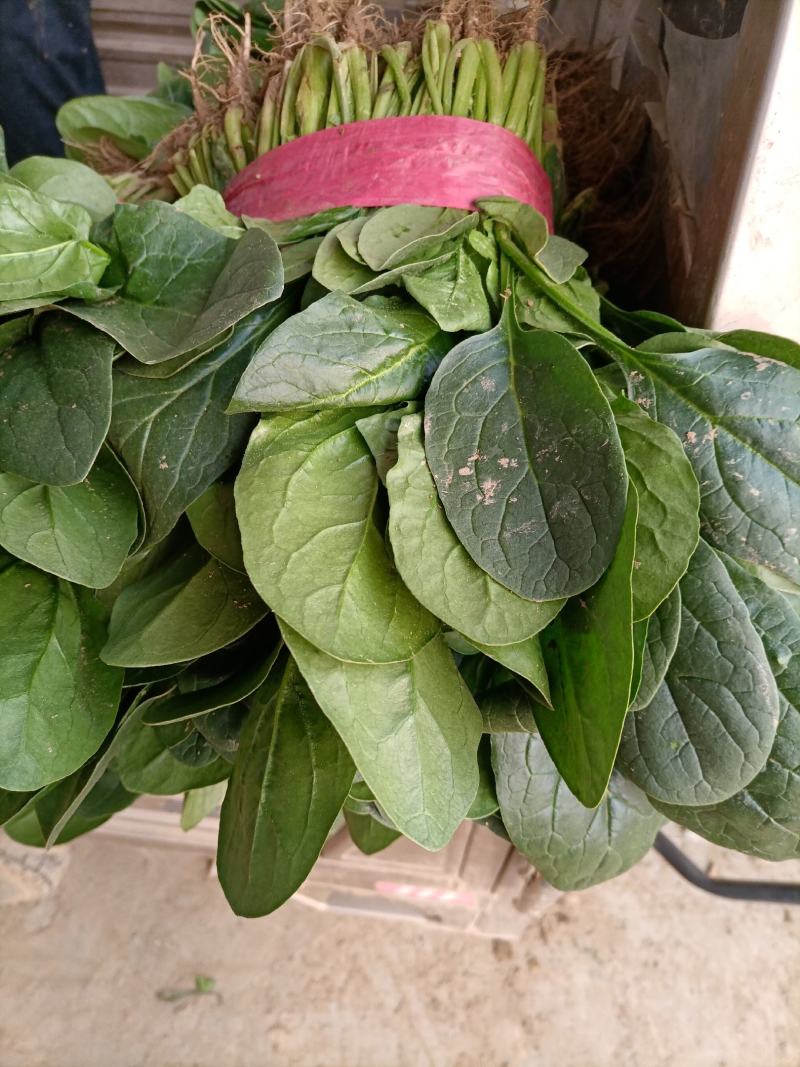 河南菠菜大叶菠菜小叶菠菜品种齐全产地直发质量保证
