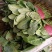 河南菠菜大叶菠菜小叶菠菜品种齐全产地直发质量保证