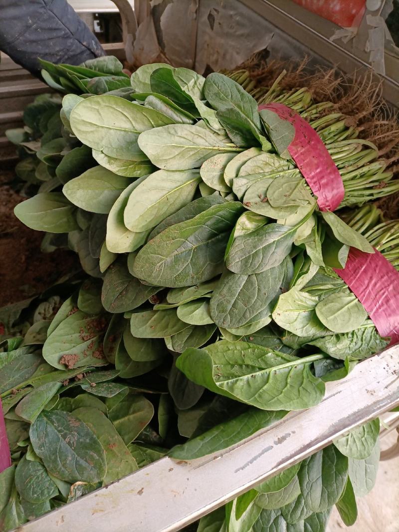 河南菠菜大叶菠菜小叶菠菜品种齐全产地直发质量保证