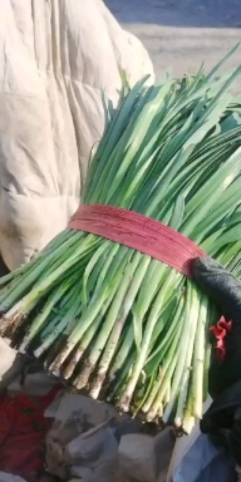 精品韭菜货源充足欢迎采购