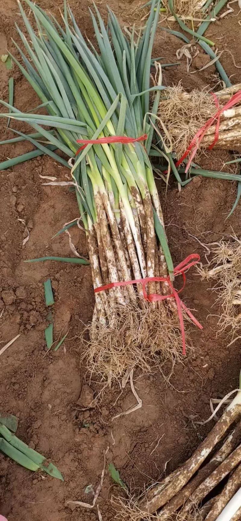 大葱钢葱铁杆大葱正大量上市中！基地直供！货源充足！