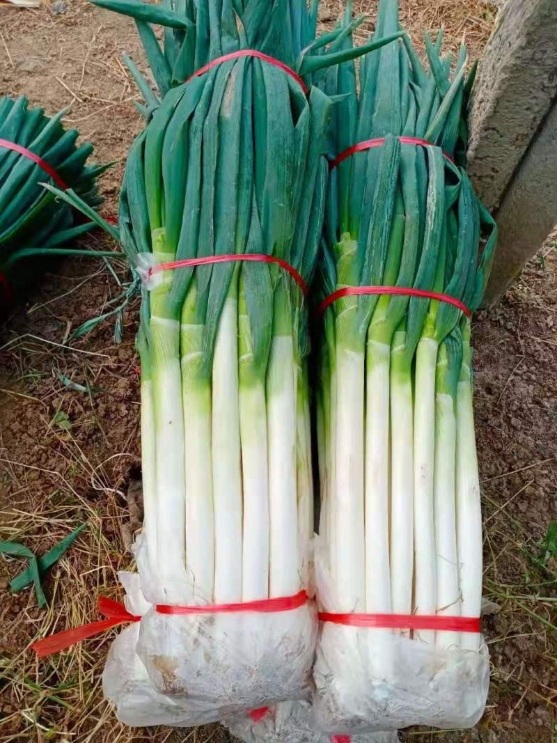 大葱钢葱铁杆大葱正大量上市中！基地直供！货源充足！