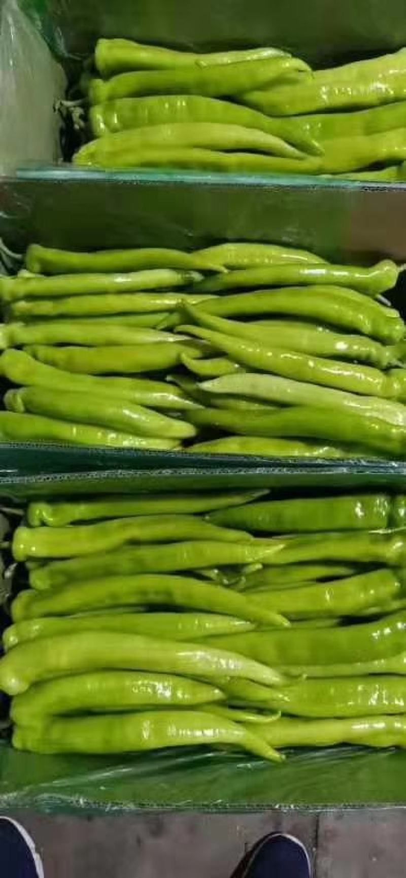 精品黄皮尖椒质优价廉货源充足暖棚产地直发现摘现卖